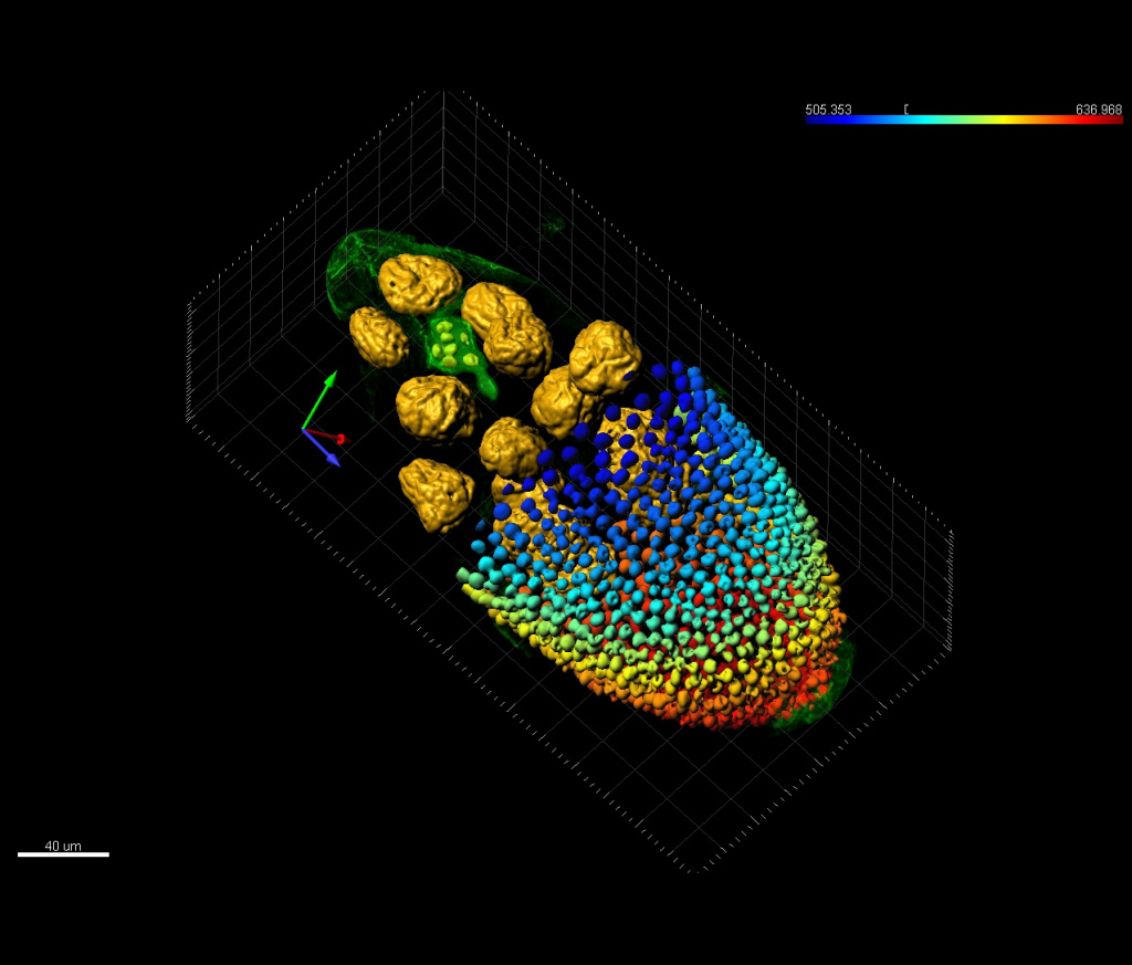 imaris_neuro.jpg